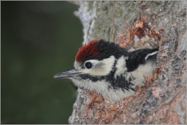 <p>STRAKAPOUD VELKÝ (Dendrocopos major) - /Great spotted woodpecker – Buntspecht/
</p>